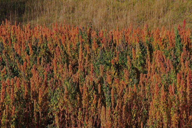 Quinoa : la graine à croquer aux propriétés méconnues