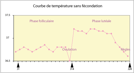 Courbe de température sans fécondation