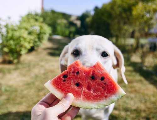 TOP 5 des aliments riches en eau à privilégier en cas de canicule