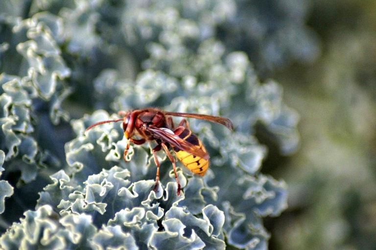 piqûre de frelon asiatique